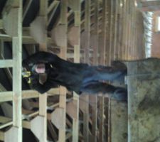 Mise en place des suspentes avec le godet du tractopelle