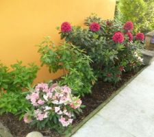 Le jardin de papy et mamy: le coin des azalés et rhododendrons