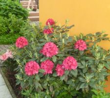 Le jardin de pay et mamy: rhododendrons