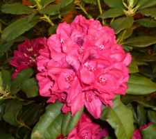 Le jardin de papy et mamy: gros plan sur une fleur de rhododendron