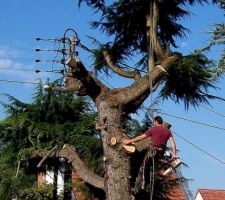 8 août 2011 ===> ELAGAGE avant ABATTAGE des 2 grands arbres situés dans le futur chemin d'accè