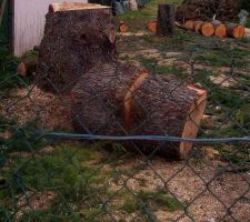 18 ao&ucirc;t 2011 ===> ABATTAGE des 2 grands arbres situ&eacute;s dans le futur chemin d'acc&egrave;s