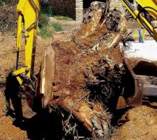 19 août 2011 ===> DESSOUCHAGE des 2 grands arbres situés dans le futur chemin d'accès