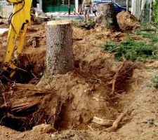 19 août 2011 ===> DESSOUCHAGE des 2 grands arbres situés dans le futur chemin d'accès