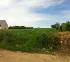 Mais &agrave; ce jour cela ressemble plut&ocirc;t &agrave; &ccedil;a... un champs d'avoine !!