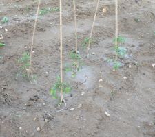 6 pieds de tomates.