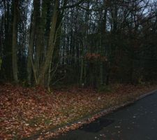 Le terrain boisé avant compromis