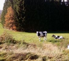 Le terrain et ses anciennes habitantes