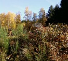 Avant d&eacute;frichage