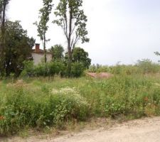 L'herbe a bien poussé!