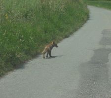 A quelques mètres de la maison, un petit renard