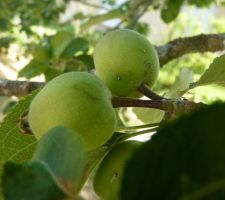 Tiens,  des pommes