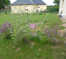 Là il y a deux plants de sauge, un lavatère et de la ciboulette en fleurs (qui se mangent et ont un goût d'ail)