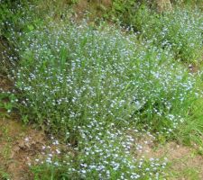 Un buisson de myosotis, plantés l'année dernière et qui se sont resemés tout seuls