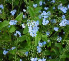 Toujours les myosotis