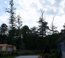 Arbres elaguer par un pro sur les parties communes a la fabrication du lotissement
mes arbres ressemblaient avant la coupe a ceux la