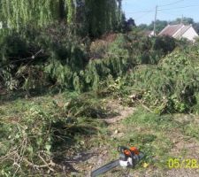 Le terrain apres la chute des arbres