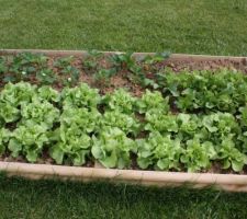 Les salades, raids et fraises poussent bien