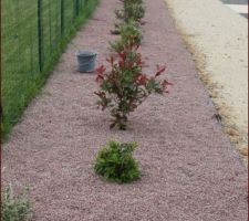 Graviers roses sur les toiles de paillage