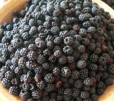 Confiture de mures en vue !!