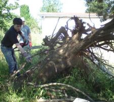 Massacre a la tronconeuse