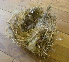 Trouvaille n°1
un nid dans l'isolation du toit