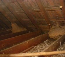 Trouvaille n°3
2 nids de frelons (?) dans le grenier