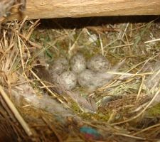 Trouvaille n°2
nid avec des oeufs dans l'isolation du toit