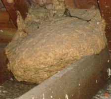 Trouvaille n°3
nid de frelons (?) dans le grenier