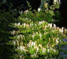 Chèvrefeuille blanc en pleine floraison dans le jardin de papy et mamy
