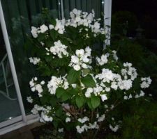 Arbuste (dont je n'ai pas retrouvé le nom) avec des fleurs blanchees en pleine floraison dans le jardin de papy et mamy