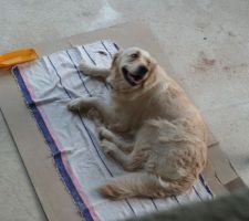 Ma petite Golden