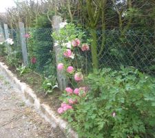 Les fleurs égayent un peu la triste haie de la voisine.