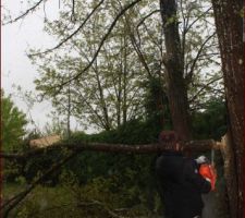 Tronçonnage des accacias sous la pluie