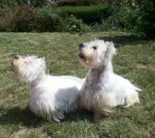 On attend le biscuit