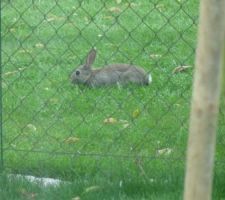 Voici notre coupable qui mange nos haricots dans notre jardin lol!!!