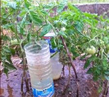 Mes tites tomates !!!!