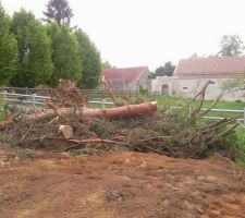 Les arbres ont été abattus