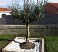 Plantation d'un olivier et d'une lavande en bord de la future terrasse