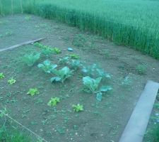 Choux,brocolis, salades,blettes, au fond tomates cerises données et plantées (pas droit ;) ) par le voisin.