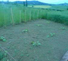 Pieds de tomates et courgettes ainsi que les fameuses mauvaises herbes...