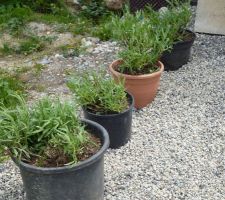 Apparition sur le chantier des 4 premiers pots de plantes. Il s'agit de pieds de lavande rempotés suite à un enlèvement dans le jardin de paxy