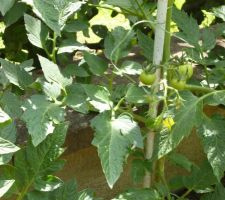 Premières tomates vertes