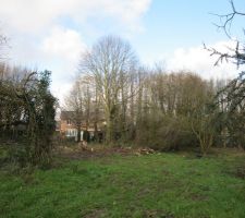 Terrain avant abattage arbres