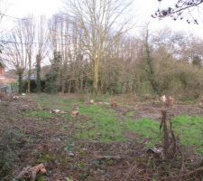 Terrain avant abattage arbres