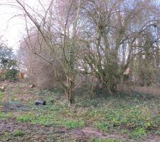 Terrain avant abattage arbres