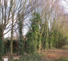 Terrain avant abattage arbres