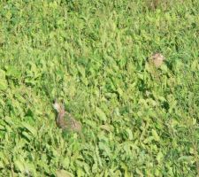 2 tondeuses dans le jardin, mais pas très efficaces !