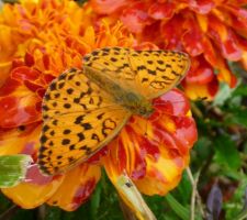 Papillon sur les oeillets d'inde.
