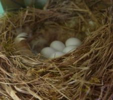 Nid de Rougequeue avec leurs oeufs sous la maison sur un pieux.